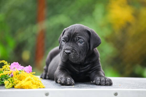 Cane corso 